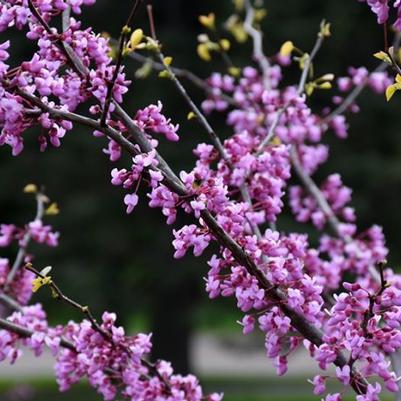 Cercis canadensis Minnesota Strain