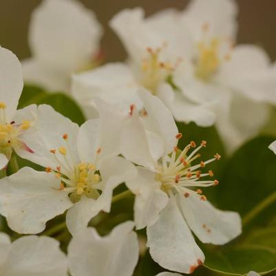 Malus Lollipop®