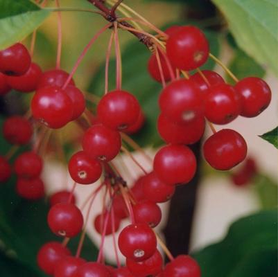 Malus Red Jewel™