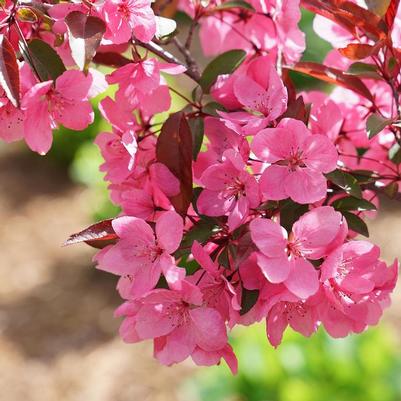 Malus Show Time™