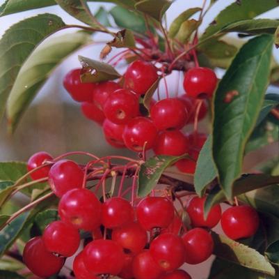 Malus Snowdrift