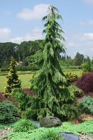 Chamaecyparis nootkatensis Pendula