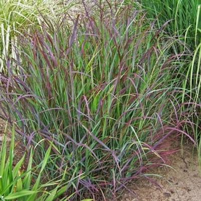 Panicum virgatum Prairie Winds® Cheyenne Sky