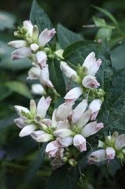Chelone glabra 