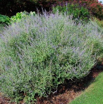 Perovskia atriplicifolia Crazy Blue
