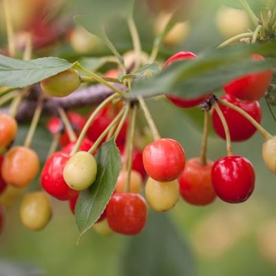 Prunus Sweet Cherry Pie™