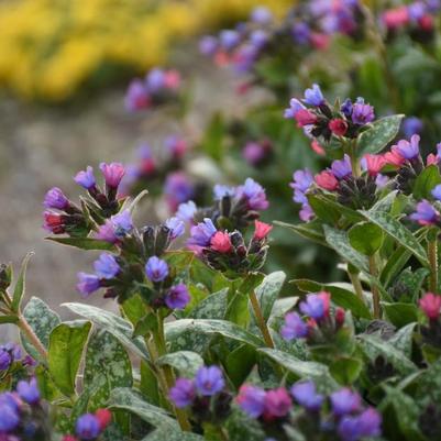 Pulmonaria Spot On