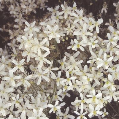 Clematis terniflora 