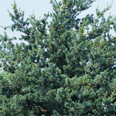 Pinus parviflora Glauca