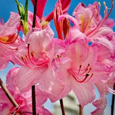 Rhododendron Northern Lights hybrid Candy Lights™