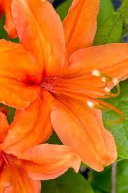 Rhododendron Tangerine Delight