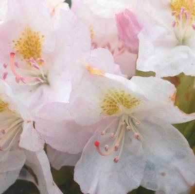 Rhododendron Weston's Innocence