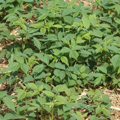Rubus idaeus var. strigosus Heritage