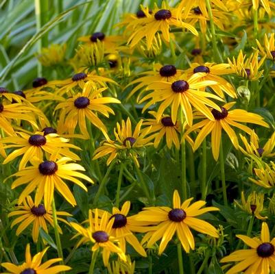 Rudbeckia fulgida Goldsturm - Black Eyed Susan