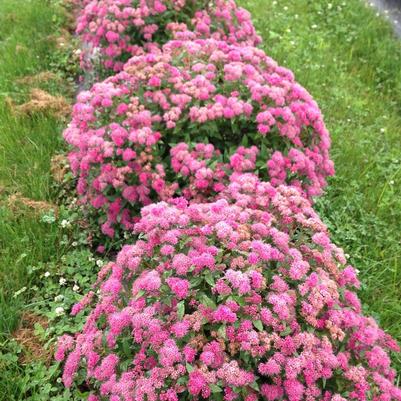 Spiraea japonica Double Play® Pink