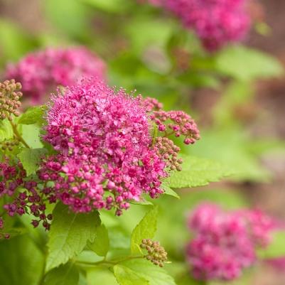 Spiraea japonica Double Play® Gold