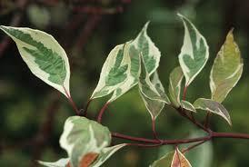 Cornus alba Elegantissima