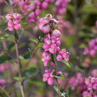 Symphoricarpos x doorenbosii Candy™