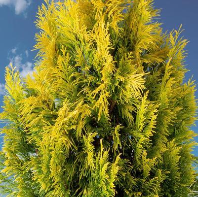 Thuja plicata Forever Goldy™
