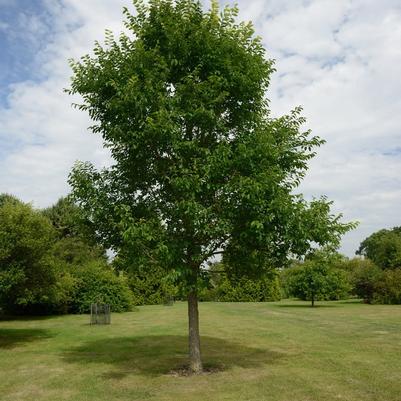 Ulmus New Horizon