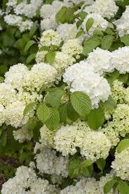 Viburnum plicatum f. plicatum Popcorn