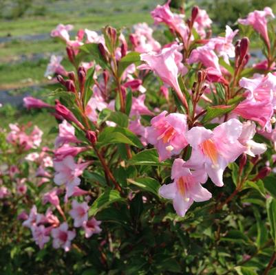 Weigela florida Sonic Bloom® Pure Pink