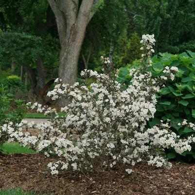 Weigela florida Wine and Spirits®