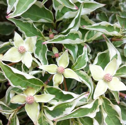 Cornus kousa Wolf Eyes