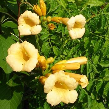 Campsis radicans f. flava 