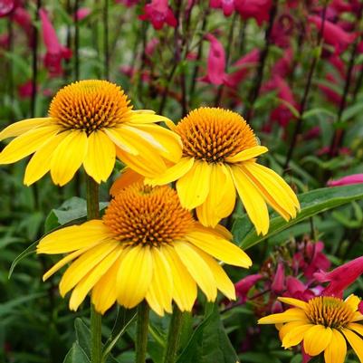 Echinacea Sombrero® Lemon Yellow