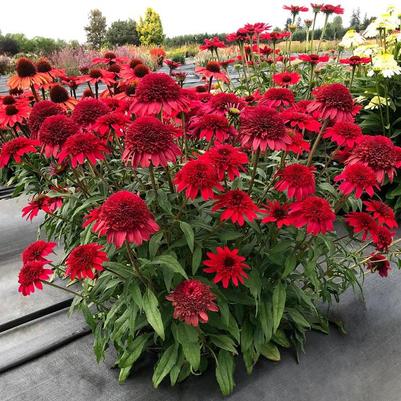 Echinacea Sunny Days™ Ruby