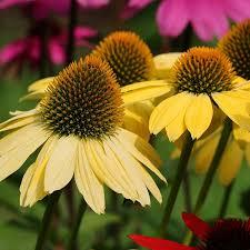 Echinacea purpurea Mellow Yellow