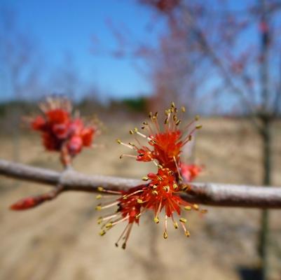 Acer rubrum Burgundy Belle®