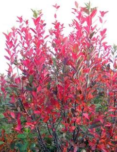 Amelanchier canadensis Rainbow Pillar®