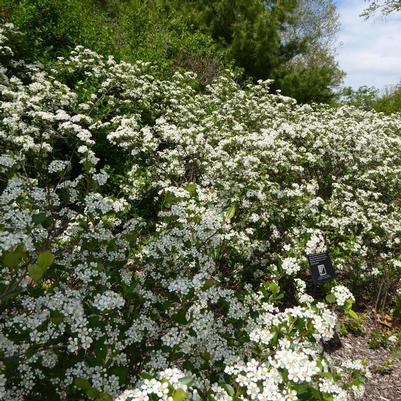 Aronia melanocarpa Iroquois Beauty