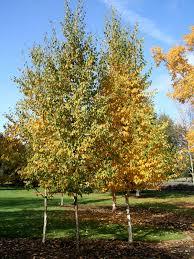 Betula papyrifera Renaissance Reflection® 