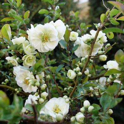 Chaenomeles speciosa Double Take Eternal White®