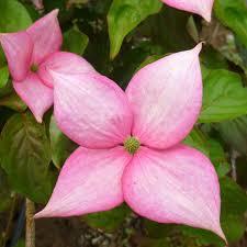 Cornus kousa Rosy Teacups®