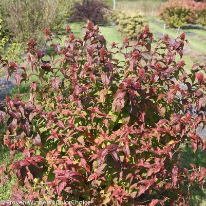Diervilla rivularis Kodiak® Black