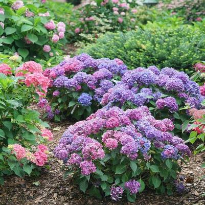 Hydrangea macrophylla Let's Dance Lovable®