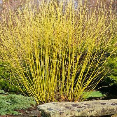 Cornus sericea Bud's Yellow