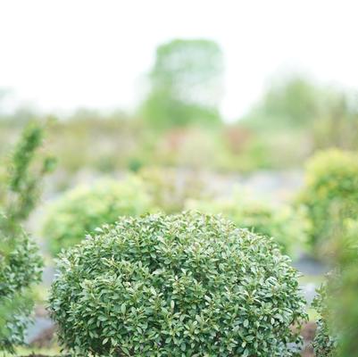 Ilex glabra Strongbox®
