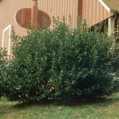 Ilex x meserveae Blue Prince