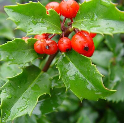 Ilex x meserveae Blue Princess