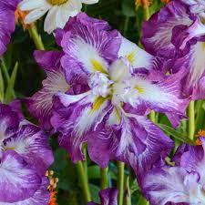 Iris ensata Lion King