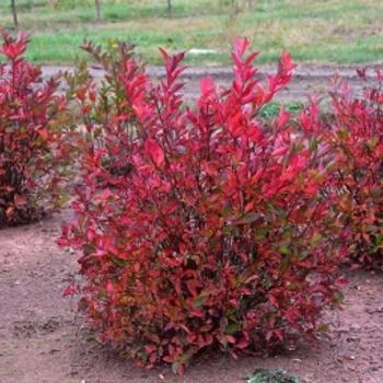 Itea virginica Merlot