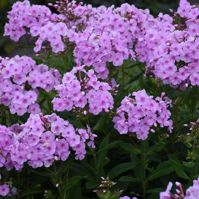 Phlox paniculata Garden Girls™ Uptown Girl