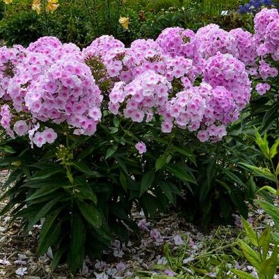 Phlox paniculata Luminary™ Opalescence