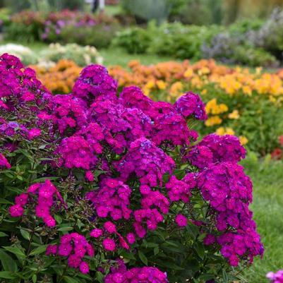 Phlox paniculata Luminary™ Ultraviolet