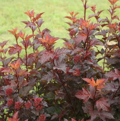 Physocarpus opulifolius Ginger Wine®